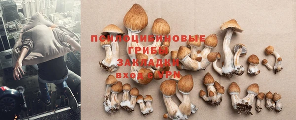 твердый Новозыбков